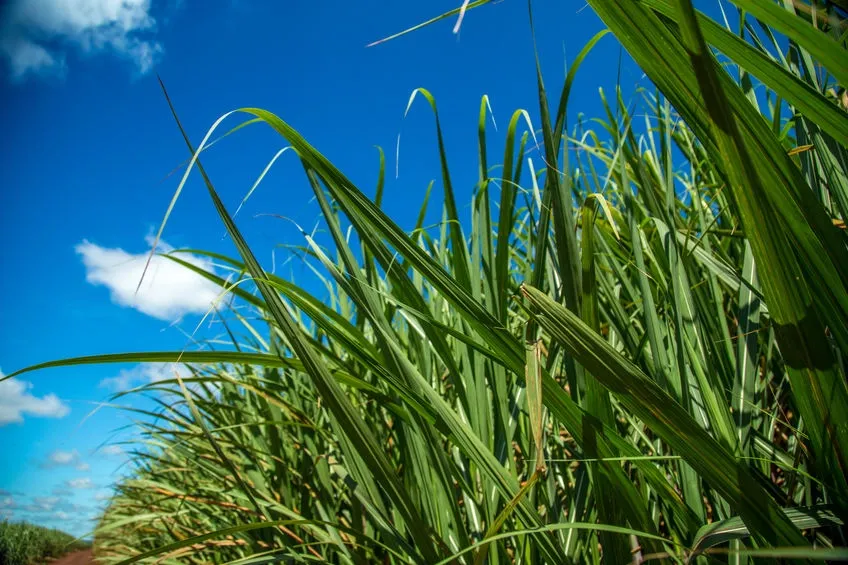 Agriculture